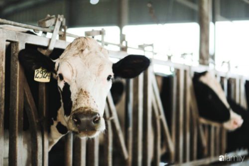 Hạnh phúc đích thực của bò sữa TH true MILK