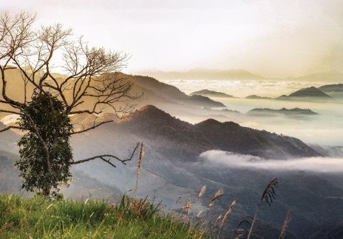 Đắm say thảo dược Việt và khát vọng đưa các “quốc bảo” trở thành sinh kế của người dân (Kỳ I)